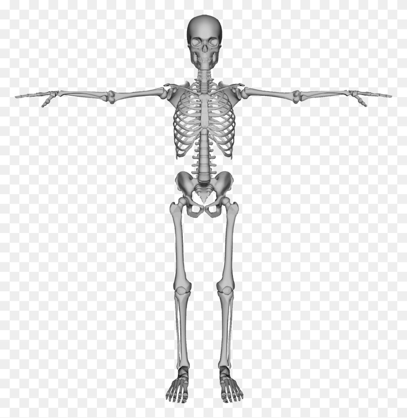 2176x2236 Скелет Скелет Позвоночник Для Детей, Человек, Человек, Крест Hd Png Скачать