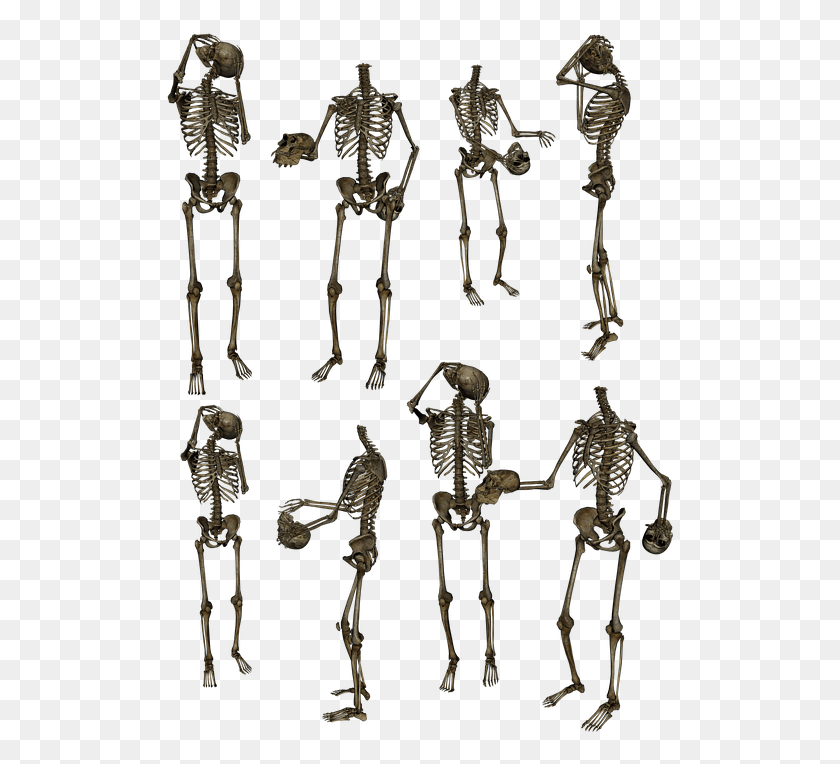 511x704 Skeleton Skeletons Bones Skull Funny Humor Human High Quality Picsart Background Descargar Hd Png