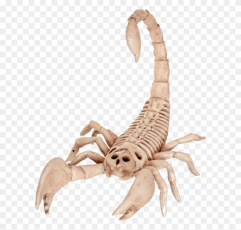 598x742 Скелет Паук Хэллоуин Скорпион Скелет, Животное, Беспозвоночные Hd Png Скачать