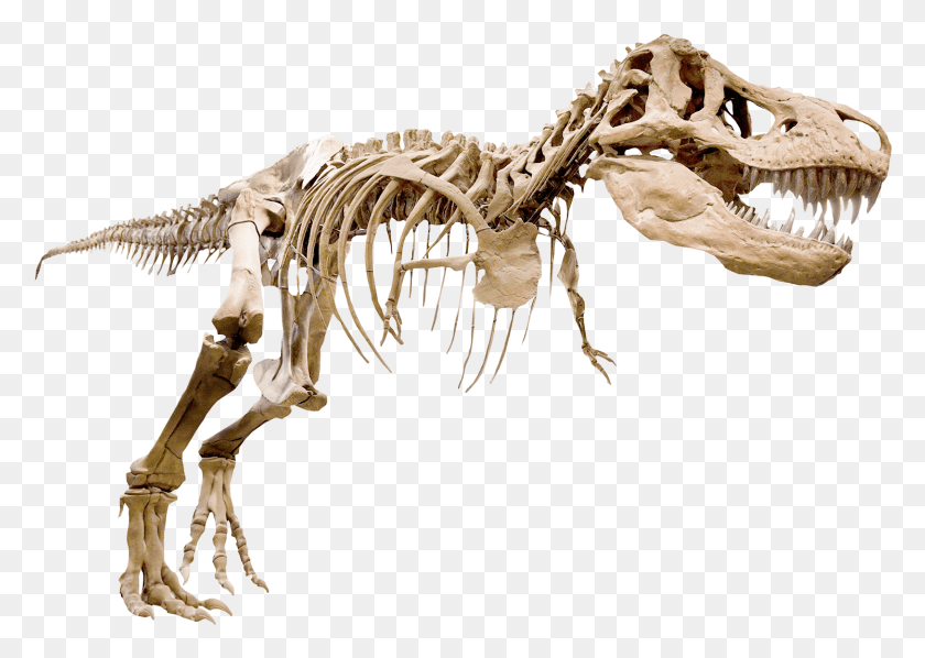 1493x1031 Скелет Av T Rex T Rex Arms Скелет, Динозавр, Рептилия, Животное Hd Png Скачать