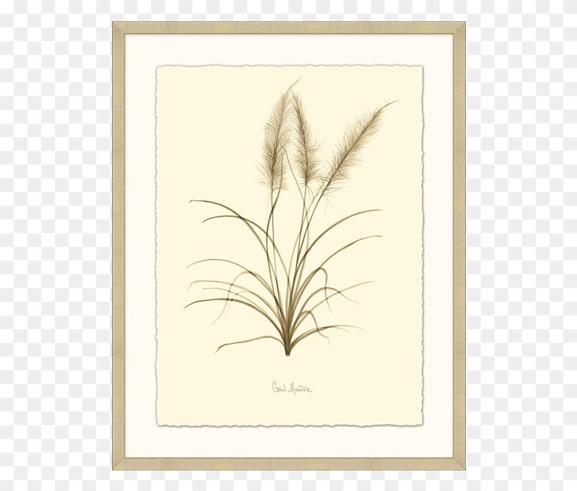 516x656 Рисунок, Трава, Растение, Газон Hd Png Скачать