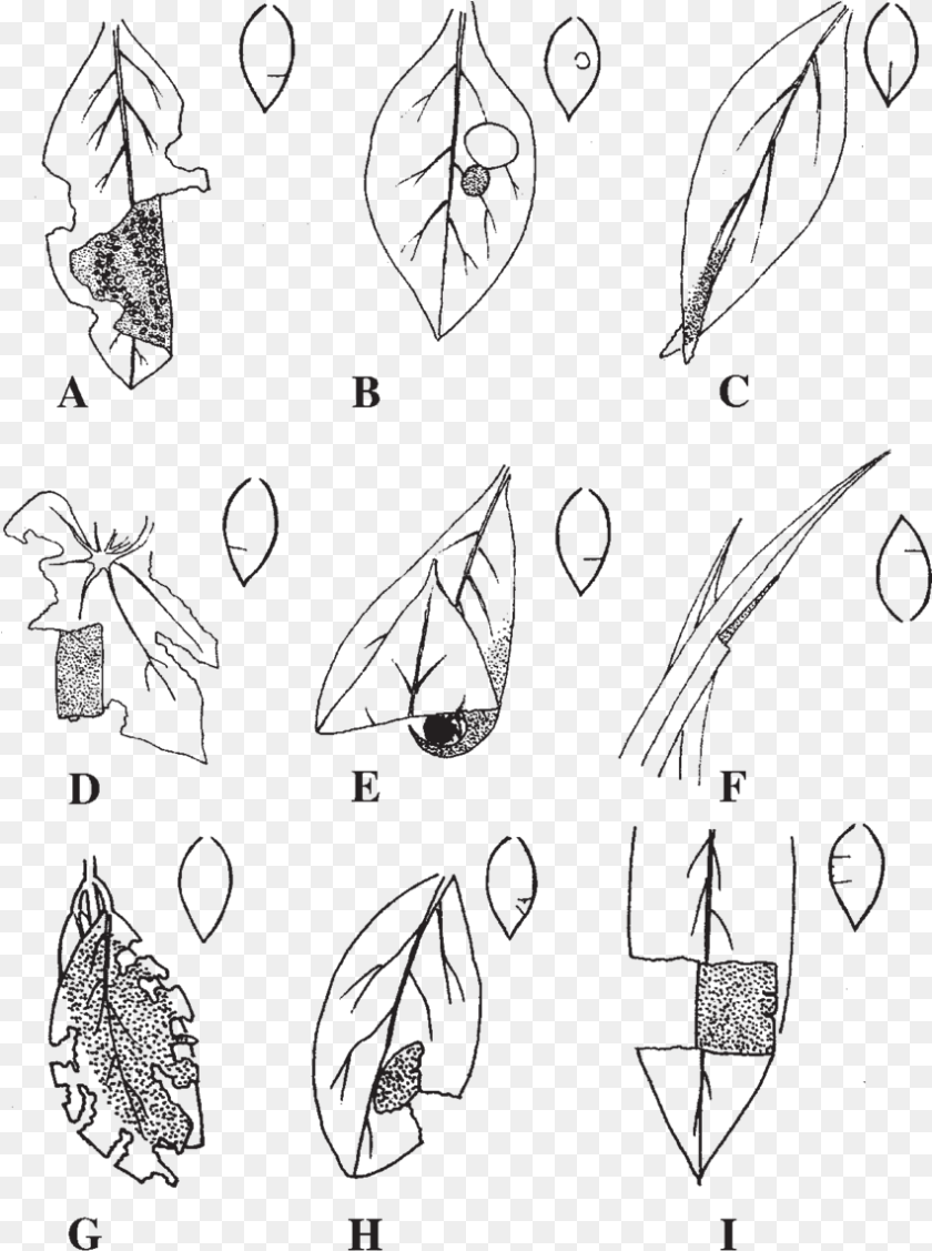 Sketch, Leaf, Plant, Blackboard, Art Clipart PNG