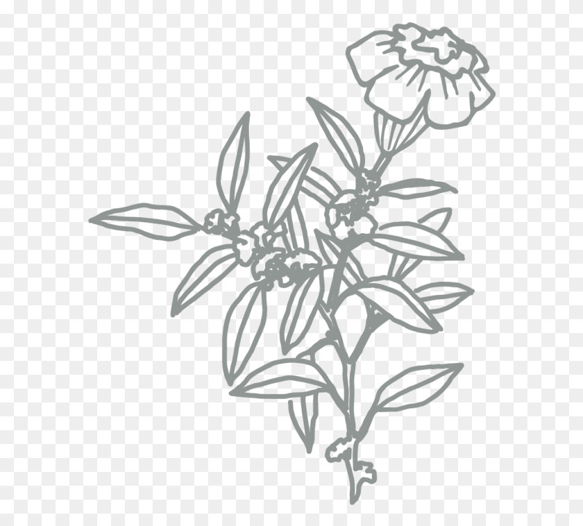 590x698 Sketch Acianthera Pectinata, Stencil, Floral Design, Pattern HD PNG Download
