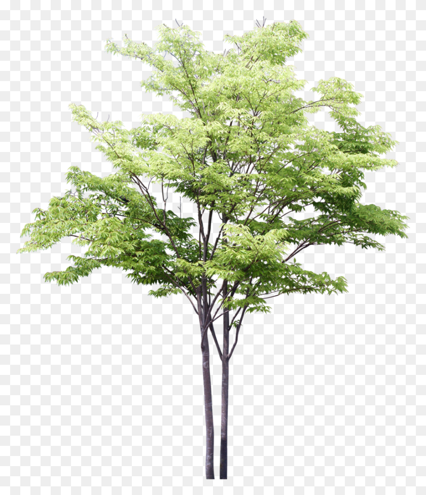 857x1008 Sketchy Trees For Photoshop, Tree, Plant, Maple HD PNG Download