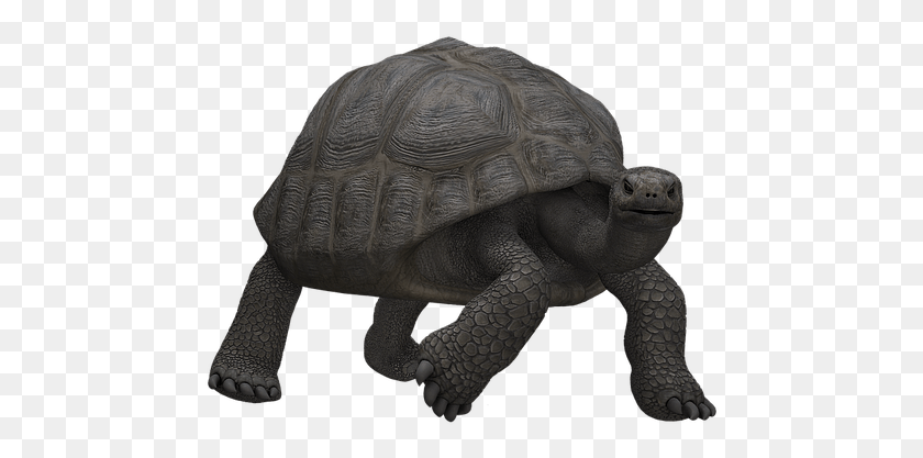 468x357 Skildpadde, Черепаха, Рептилия, Морская Жизнь Png Скачать