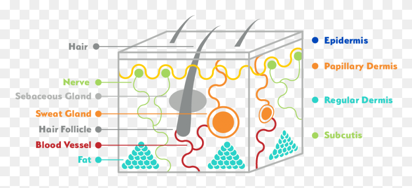 978x407 Skin Diagram Basal Stratum, Pattern, Graphics HD PNG Download