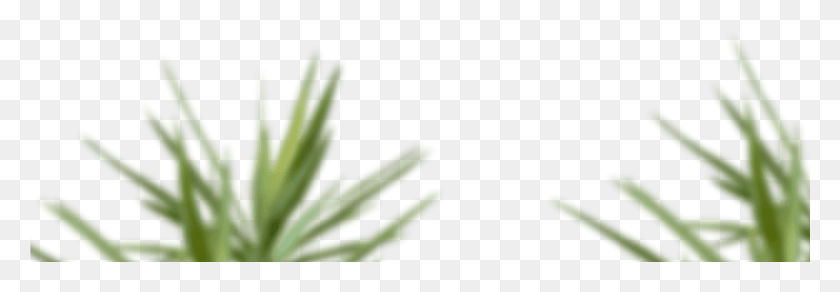 1921x572 Skip To Content Grass, Plant, Flower, Blossom HD PNG Download