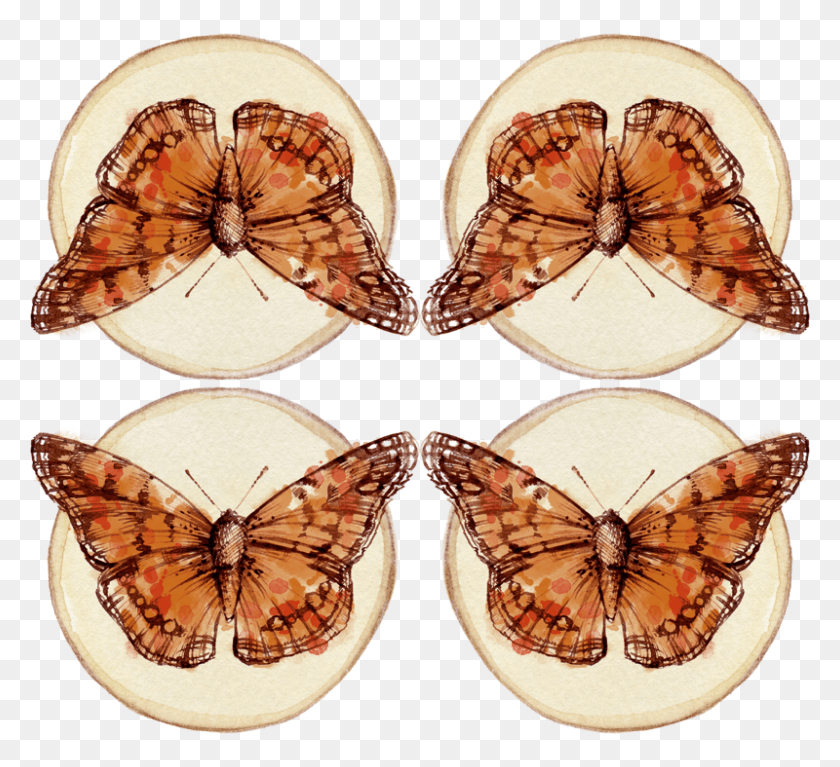 800x726 Skipper Butterfly, Clam, Seashell, Invertebrate HD PNG Download