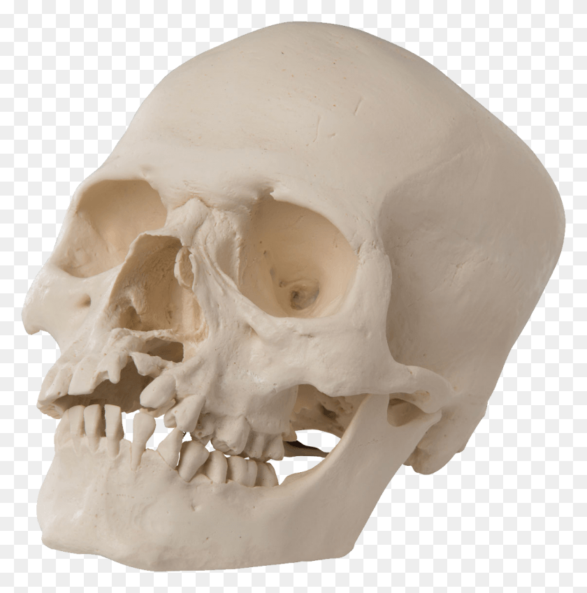 1118x1131 Skull, Jaw, Skeleton, Teeth HD PNG Download