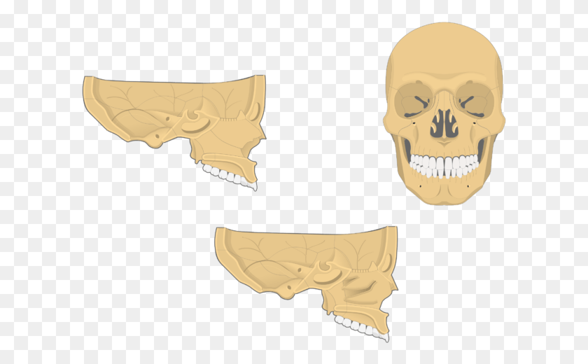 607x460 Cráneo, Suelo, Mandíbula, Arqueología Hd Png
