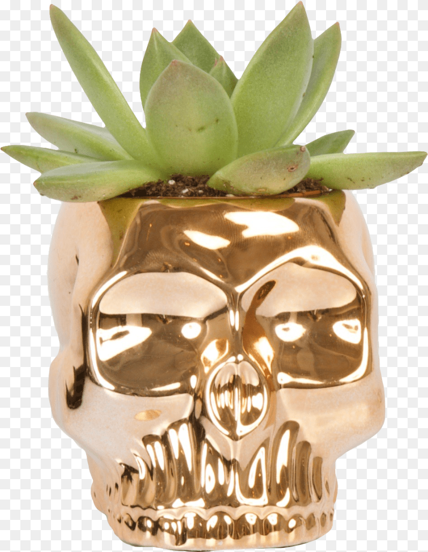 942x1214 Skull, Jar, Plant, Planter, Potted Plant Transparent PNG