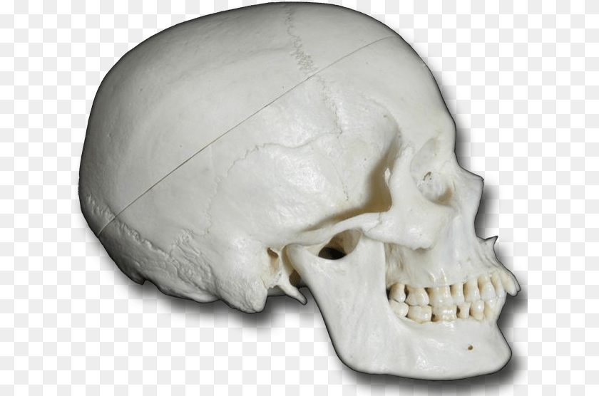 Skull, Head, Person, Face PNG