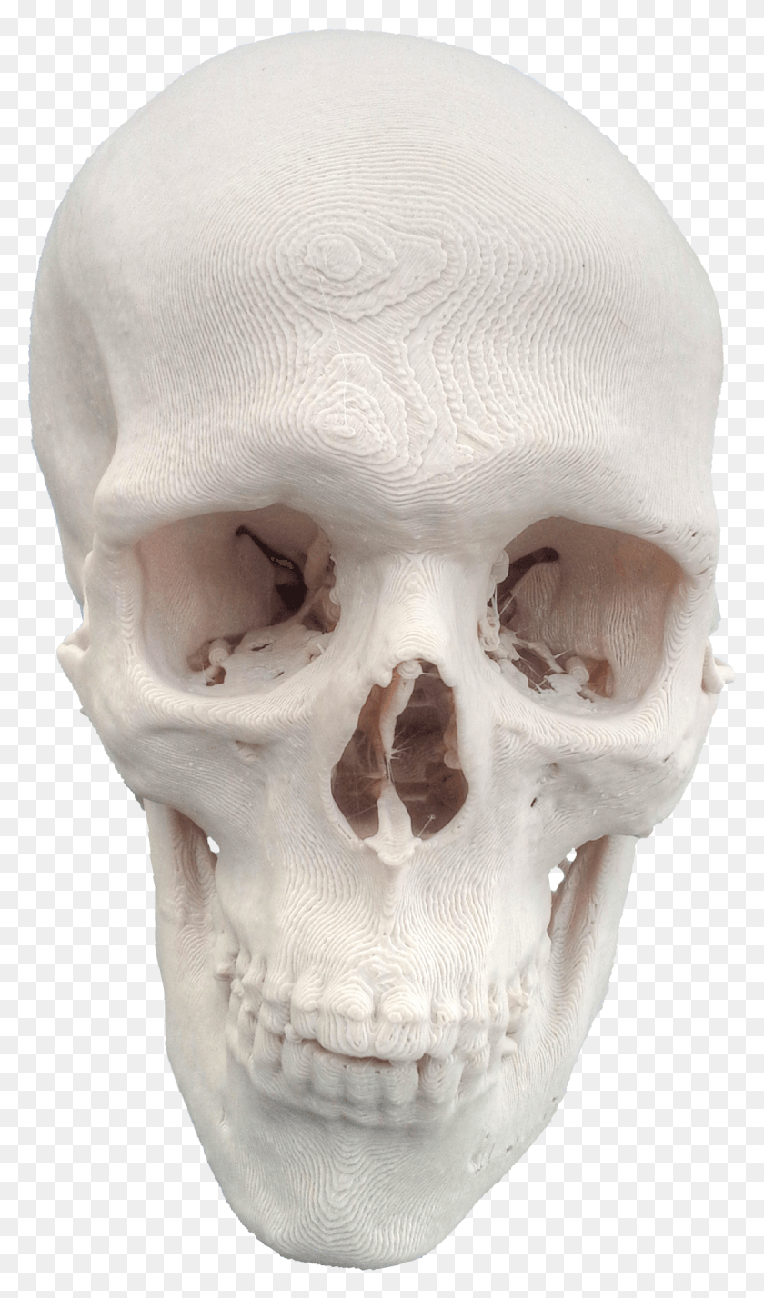 1170x2053 Skull 20151124090811 Skull, Jaw, Skeleton HD PNG Download
