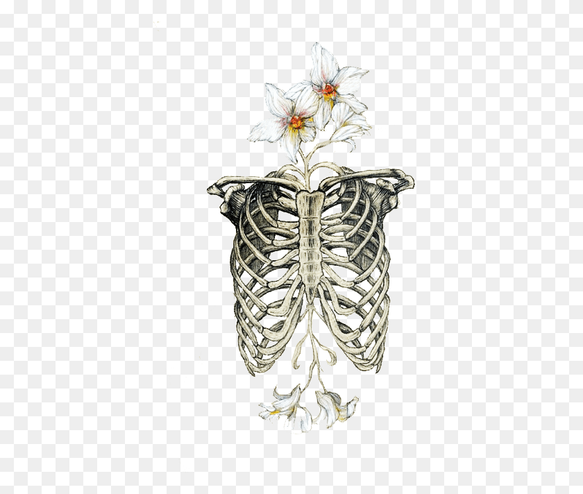 455x652 Skull Flowers Costillas Report Abuse Ribcage Art, Plant, Flower, Blossom HD PNG Download