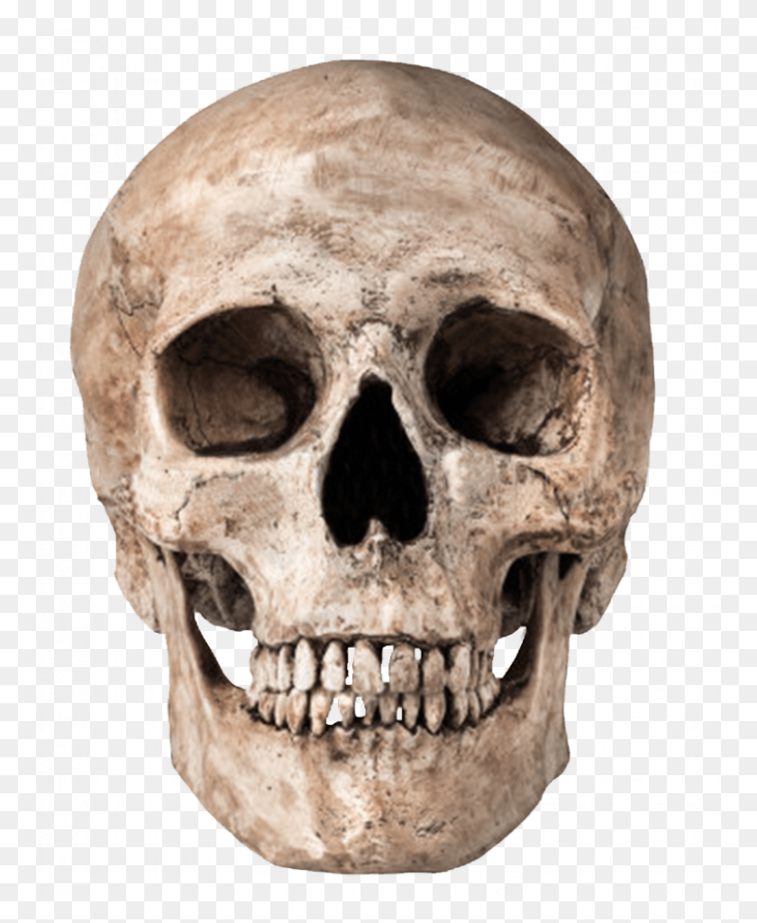760x964 Skull Free Stock Skull, Head, Skeleton, Soil HD PNG Download