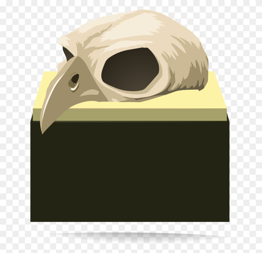 647x751 Cráneo Humano Esqueleto Hueso De La Cabeza, Casco, Ropa, Vestimenta Hd Png