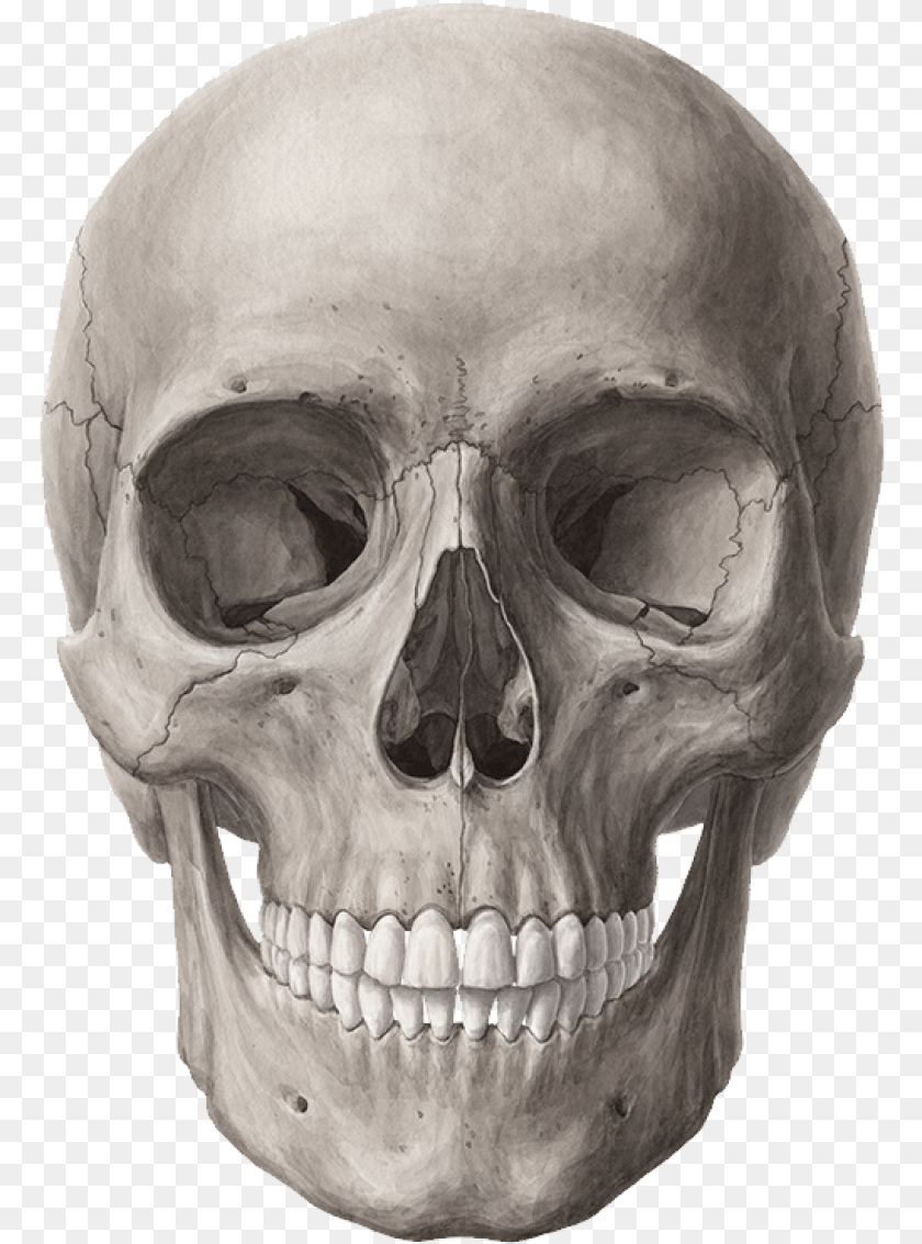 Skull Image Skull, Head, Person, Face Transparent PNG