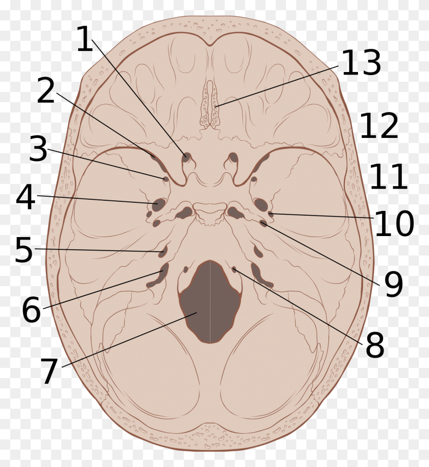 1173x1285 Cráneo Interior Anatomía Base Craneal, Planta, Madera, Producir Hd Png