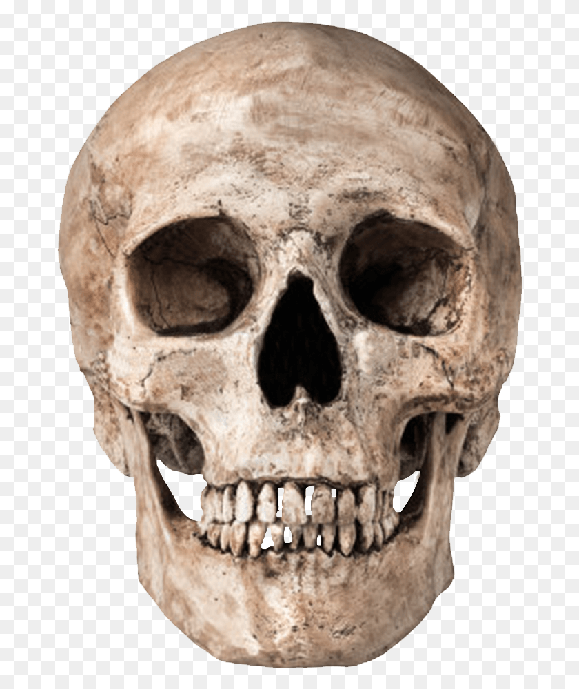 676x940 Skull Transparent, Head, Skeleton, Soil HD PNG Download