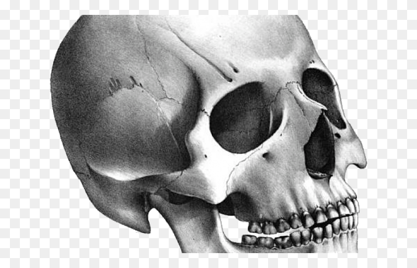 640x480 Cráneo Png / Cráneo Png
