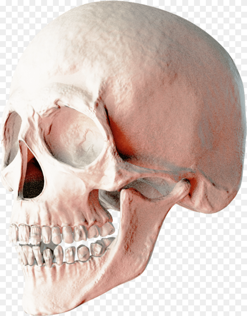 1109x1421 Skull Transparent Skull, Head, Person, Adult, Face PNG