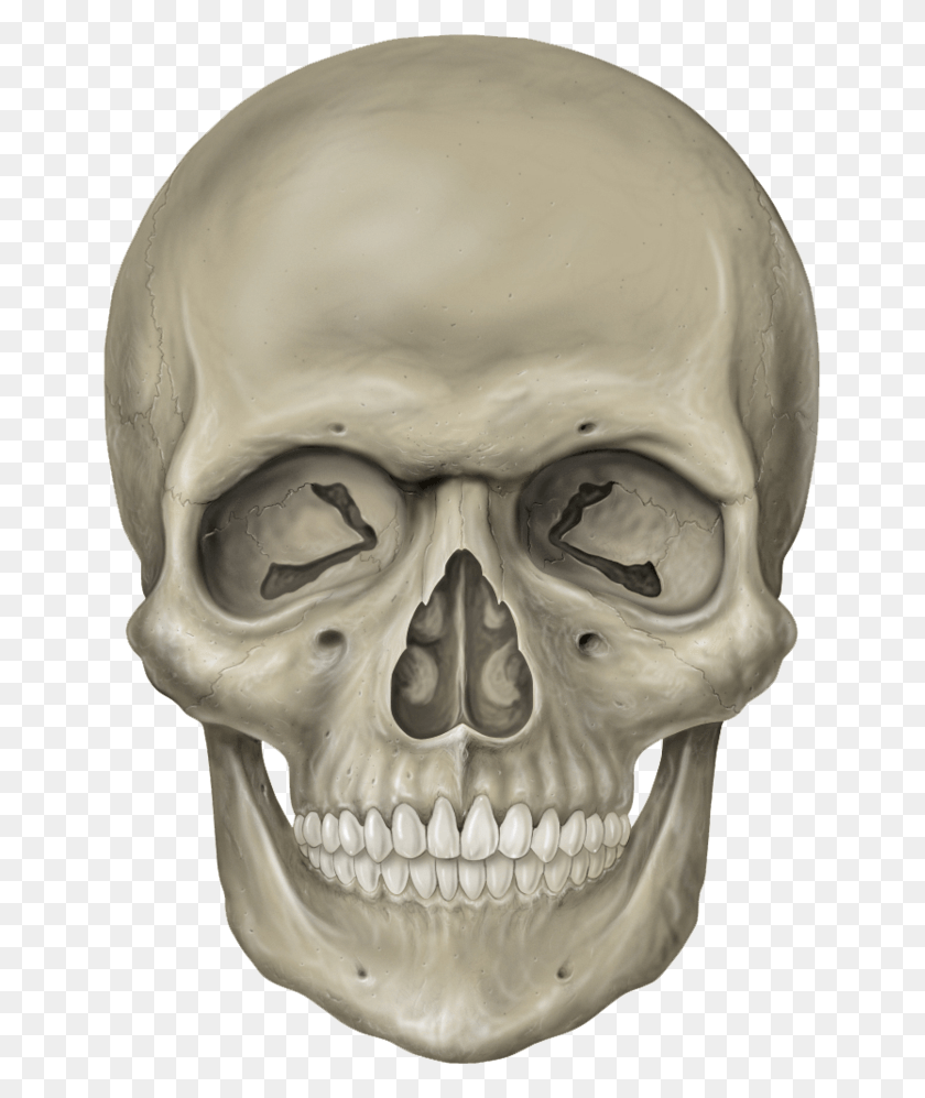 653x937 Cráneo Png / Cráneo Transparente Hd Png