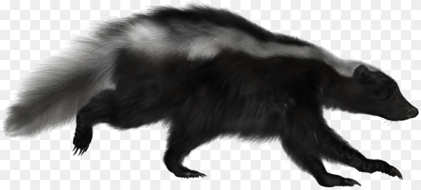 Skunk Image, Animal, Mammal, Wildlife, Bear PNG