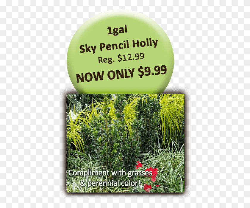444x638 Sky Pencil Holly Bizhub, Bush, Vegetación, Planta Hd Png