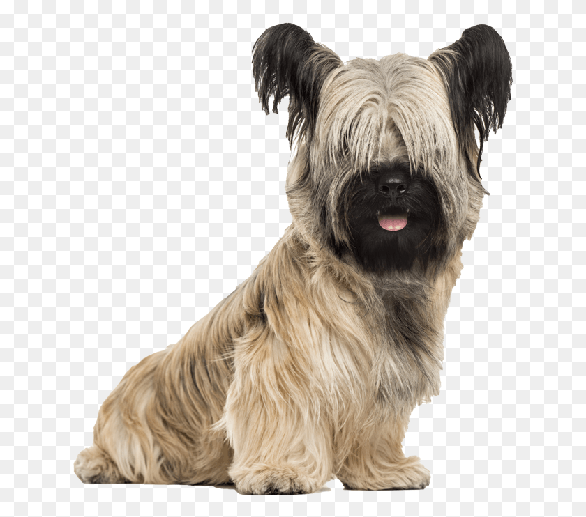 633x682 Skye Terrier Trimmed Cesky Terrier, Dog, Pet, Canine HD PNG Download