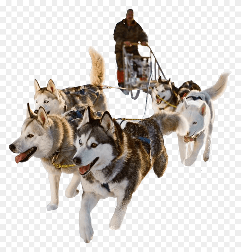 1249x1308 Sled Dog, Person, Human, Pet HD PNG Download