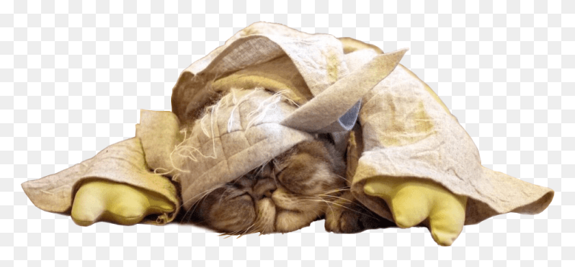 968x410 Sleeping Cat Kitten, Pillow, Cushion, Person HD PNG Download