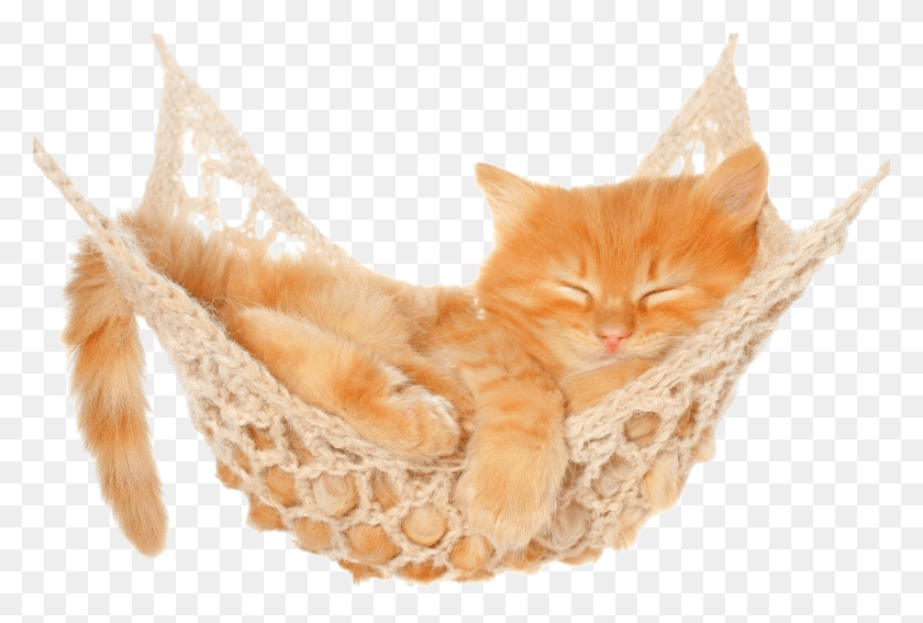 1921x1249 Gato Durmiendo Png / Gato Png