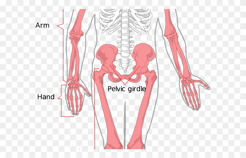 599x481 Sleleton Clipart Musculoskeletal System Upper Extremities And Lower Extremities, Skeleton HD PNG Download