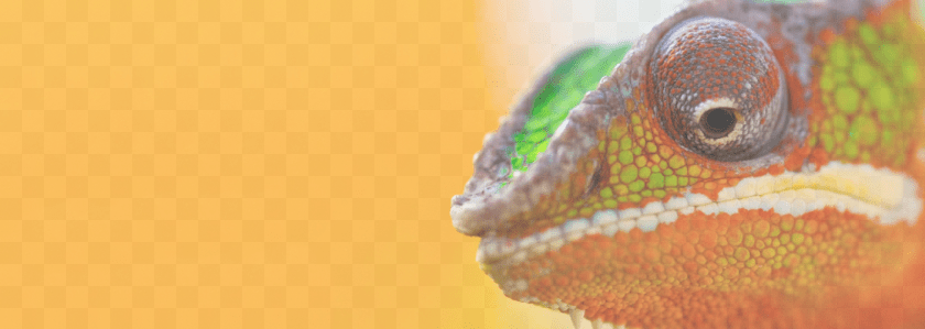 1404x500 Slide Background Chameleon Learn To Adapt, Animal, Lizard, Reptile, Green Lizard Transparent PNG