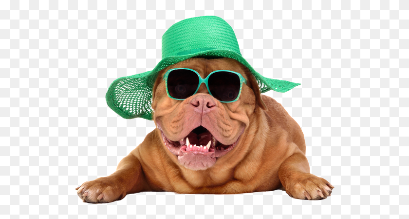 536x389 Slide Dog Wearing Hat And Glasses, Sunglasses, Accessories, Person HD PNG Download