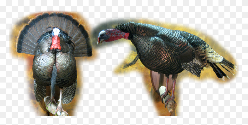 1080x504 Slide1 Turkey, Dinosaur, Reptile, Animal HD PNG Download