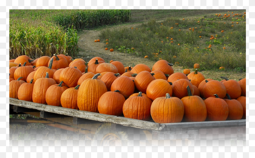 1241x731 Slider 012 Free Desktop Wallpaper With Pumpkins, Plant, Pumpkin, Vegetable HD PNG Download