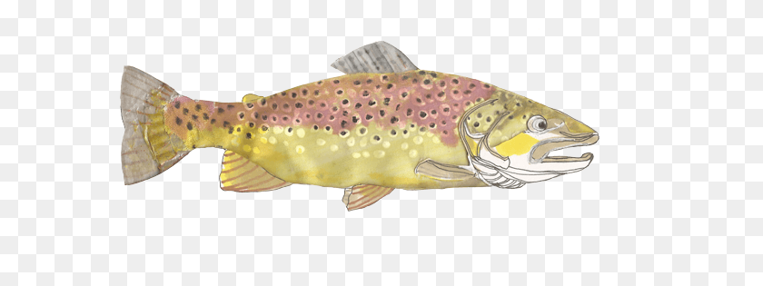 579x255 Slider Brown Trout Salmo Trutta Coastal Cutthroat Trout, Fish, Animal, Pike HD PNG Download