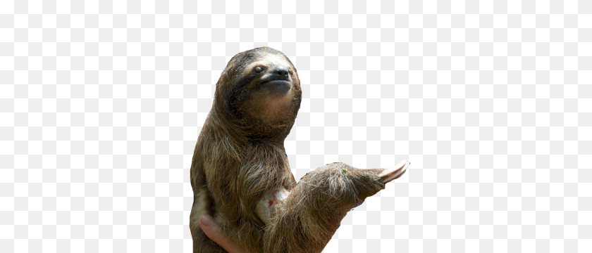 543x360 Sloth, Animal, Mammal, Wildlife, Three-toed Sloth PNG