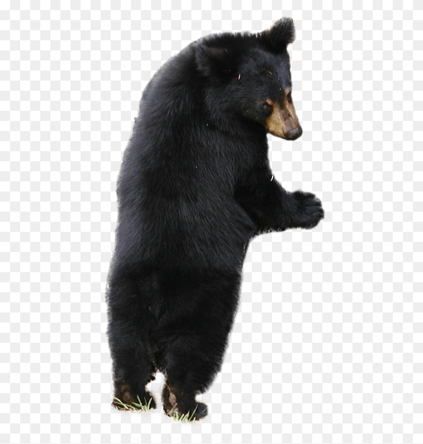 454x821 Ленивец Клипарт На Прозрачном Фоне Черный Медведь Прозрачный Фон, Медведь, Дикая Природа, Млекопитающее Png Скачать