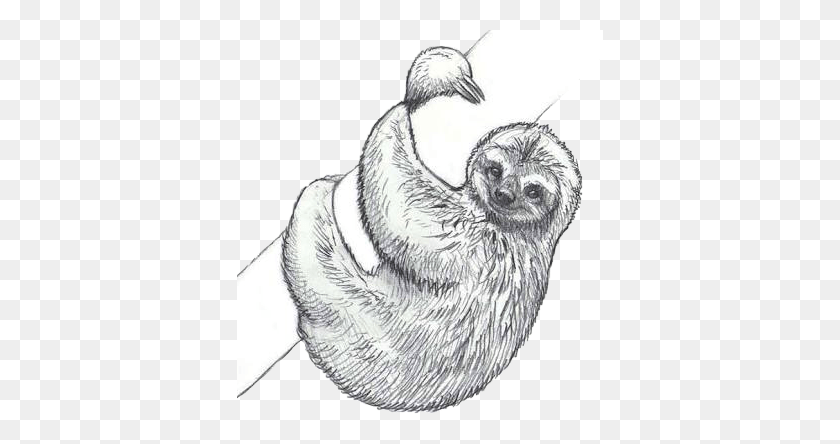 366x384 Sloth Draw Pencil Tree Freetoedit Cute Sloth Coloring Pages, Sketch HD PNG Download
