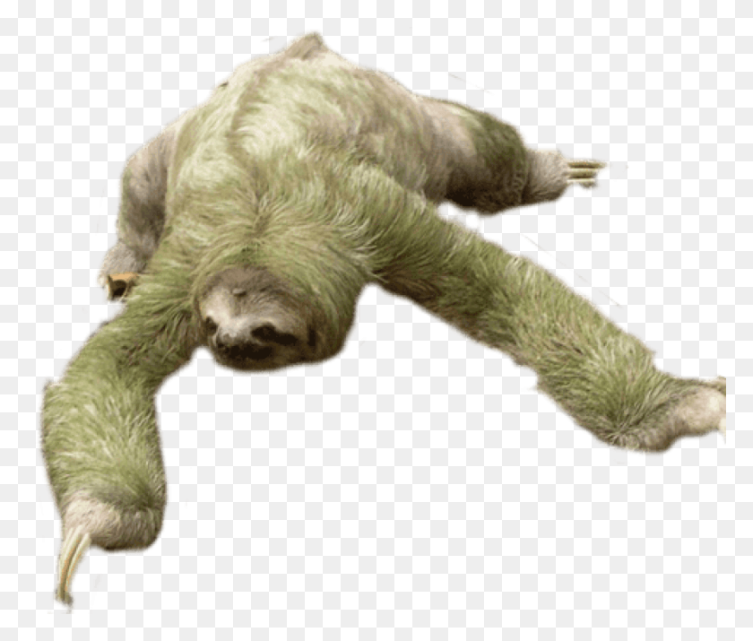 850x714 Sloth Looking Down Images Background Three Toed Sloths, Wildlife, Animal, Mammal HD PNG Download