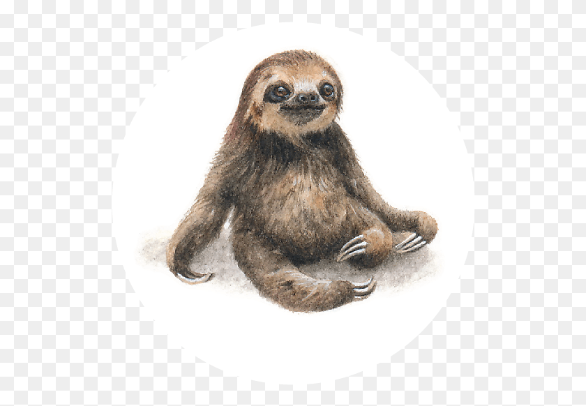 522x522 Sloth Lorraine Loots Sloth, Wildlife, Animal, Three-toed Sloth HD PNG Download
