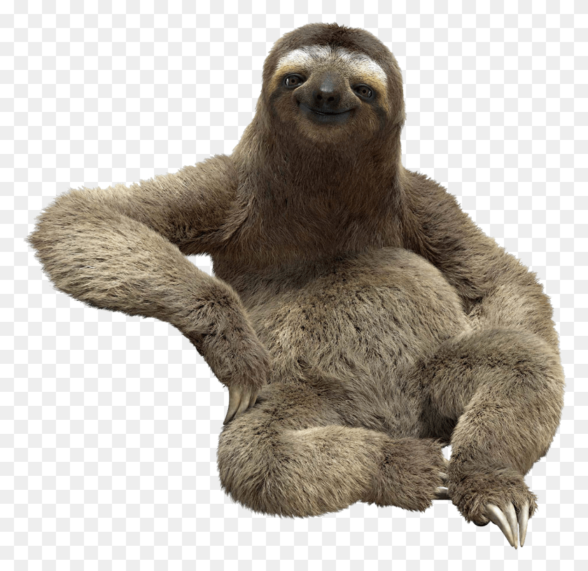 1107x1074 Sloth Picture With White Background, Wildlife, Animal, Three-toed Sloth HD PNG Download