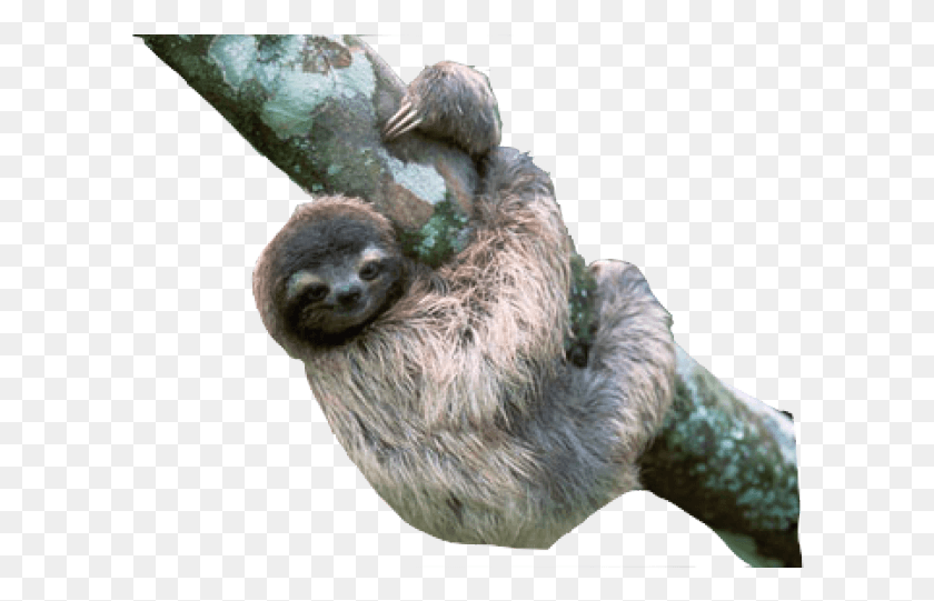 607x481 Sloth Transparent Images Sloth With Transparent Background, Wildlife, Animal, Mammal HD PNG Download