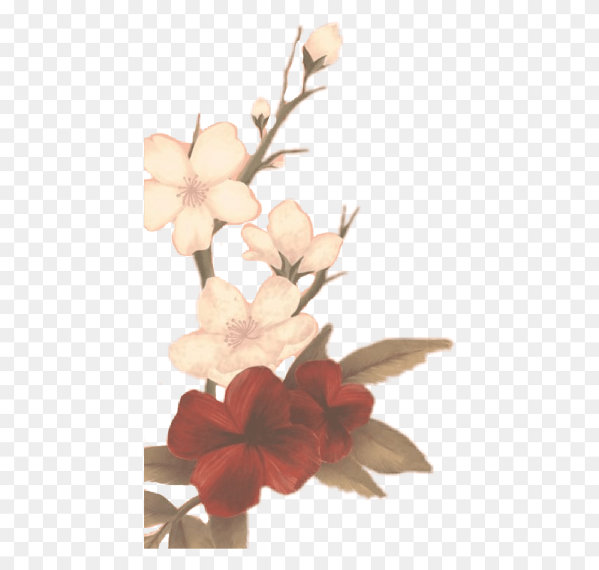 435x739 Sm3 Shawnmendes Mendesarmy Freetoedit Shawn Mendes Album Flowers, Plant, Flower, Blossom HD PNG Download