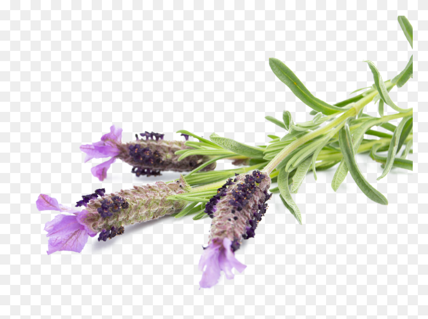 1001x728 Small Batch Distillery French Lavender, Plant, Flower, Blossom HD PNG Download
