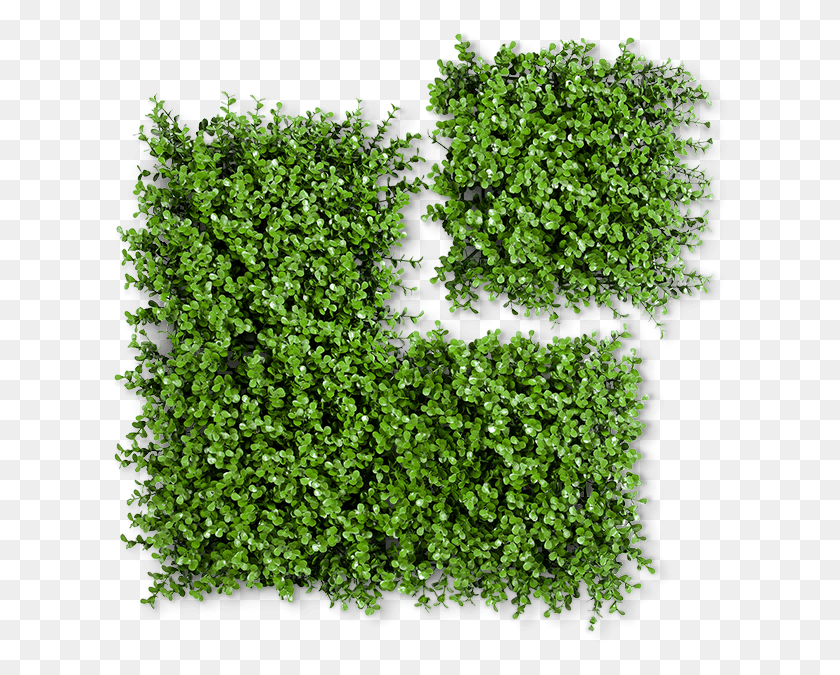 618x615 Small Boxwood Artificial Hedge Grass, Bush, Vegetation, Plant HD PNG Download
