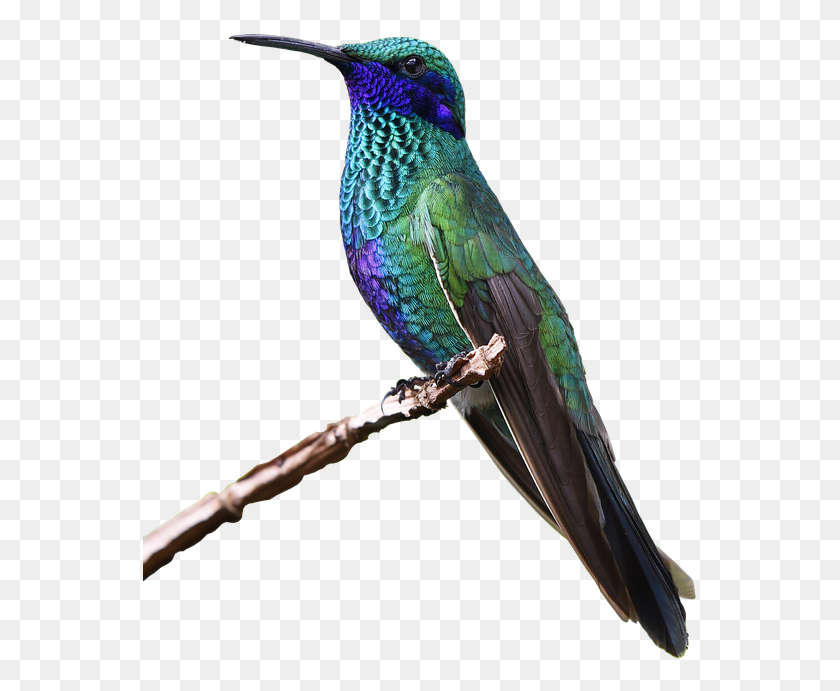 556x631 Small Colorful Birds, Bird, Animal, Bee Eater HD PNG Download