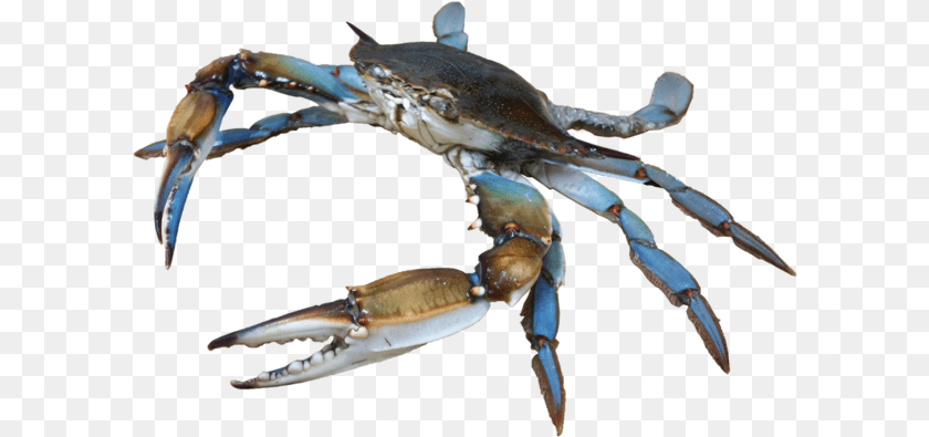 602x395 Small Crab, Food, Seafood, Animal, Invertebrate Clipart PNG